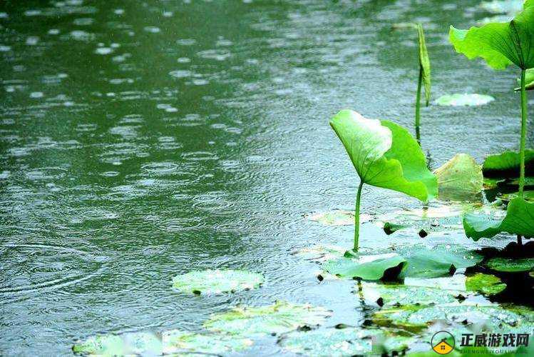 老人：雨中赏荷，宁静致远