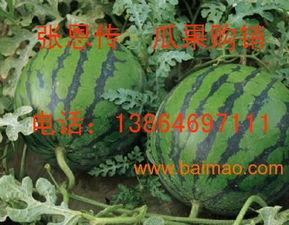 新瓜最新爆料潍坊,揭秘背后惊人真相